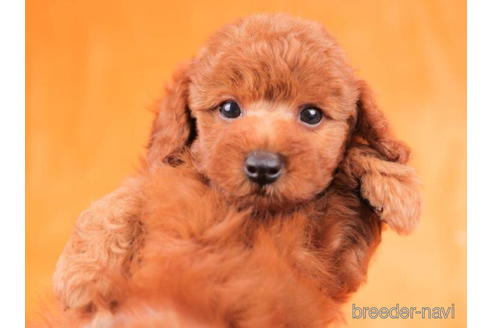 成約済の東京都のトイプードル-203752の2枚目